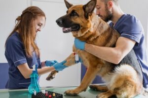 Clínicas veterinarias y profesionales veterinarios en Jacona