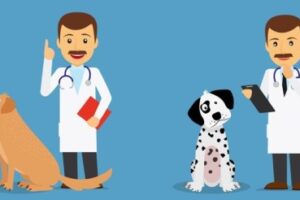 Clínicas veterinarias y profesionales veterinarios en Abanto y Ciérvana