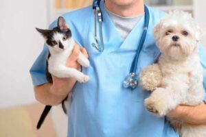 Clínicas veterinarias y profesionales veterinarios en Almagro