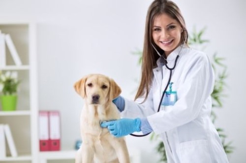 Clínicas veterinarias y profesionales veterinarios en Almenara