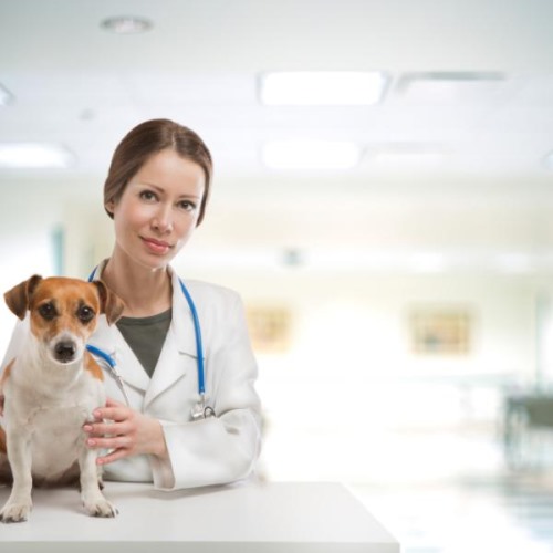 Clínicas veterinarias y profesionales veterinarios en Ames