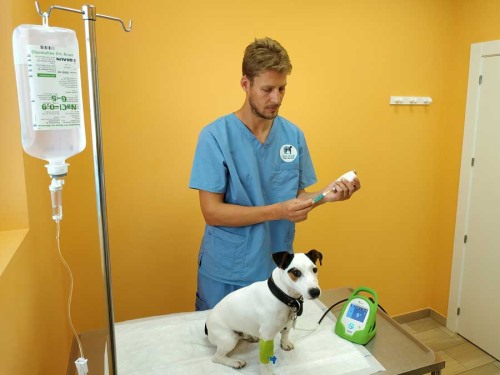 Clínicas veterinarias y profesionales veterinarios en Ávila