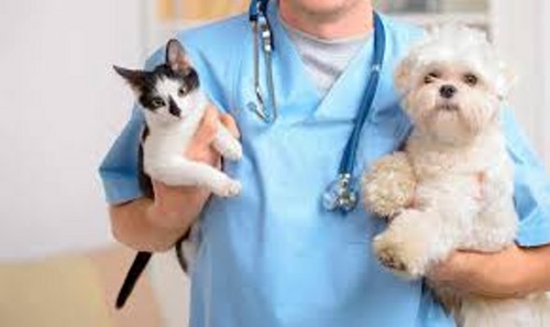 Clínicas veterinarias y profesionales veterinarios en Bayona