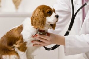 Clínicas veterinarias y profesionales veterinarios en Bolaños de Calatrava