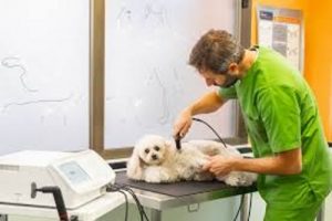 Clínicas veterinarias y profesionales veterinarios en Bormujos