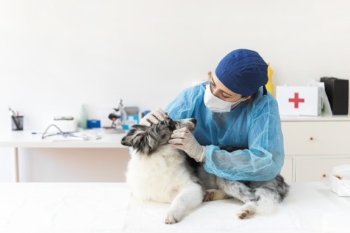 Clínicas veterinarias y profesionales veterinarios en Carboneras