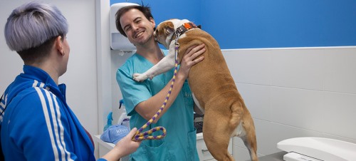 Clínicas veterinarias en Chirivella