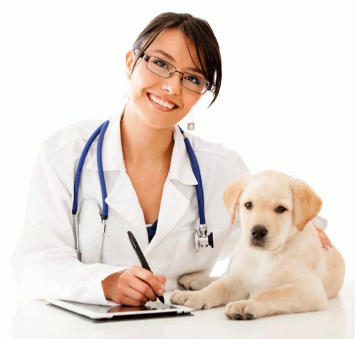 Clínicas veterinarias y profesionales veterinarios en Chiva