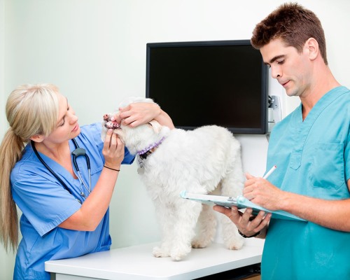 Clínicas veterinarias y profesionales veterinarios en Ciudad Rodrigo