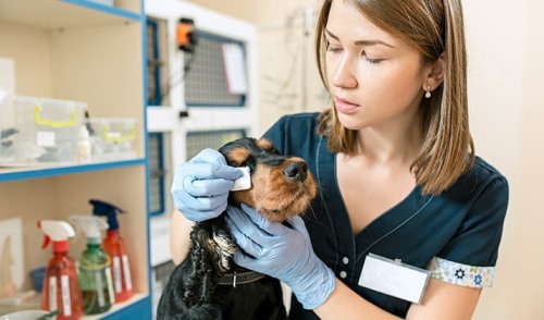 Clínicas veterinarias y profesionales veterinarios en Contulmo