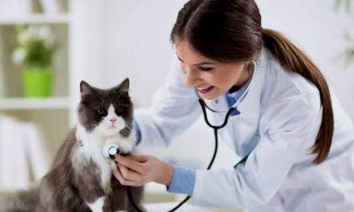 Clínicas veterinarias y profesionales veterinarios en Coria