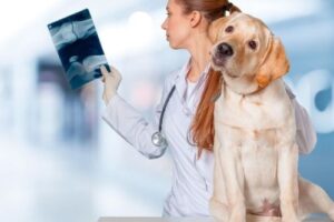 Clínicas veterinarias y profesionales veterinarios en Coslada