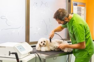 Clínicas veterinarias y profesionales veterinarios en Crevillente