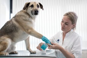 Clínicas veterinarias en Cuarte de Huerva