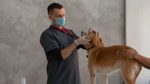 Clínicas veterinarias y profesionales veterinarios en Curacaví