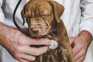 Clínicas veterinarias en El Rosario
