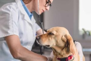 Clínicas veterinarias y profesionales veterinarios en Fresia