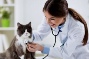 Clínicas veterinarias y profesionales veterinarios en Gelves