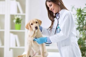 Clínicas veterinarias en Hijuelas