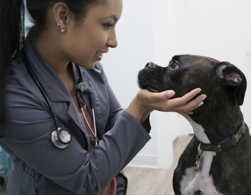 Clínicas veterinarias en La Guardia