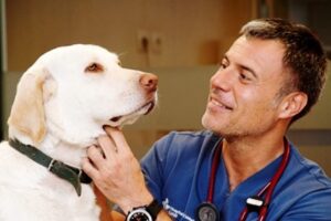 Clínicas veterinarias y profesionales veterinarios en Lardero