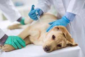 Clínicas veterinarias y profesionales veterinarios en Las Rozas de Madrid