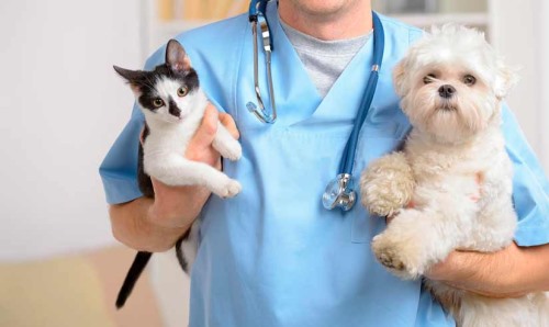 Clínicas veterinarias y profesionales veterinarios en Malleco