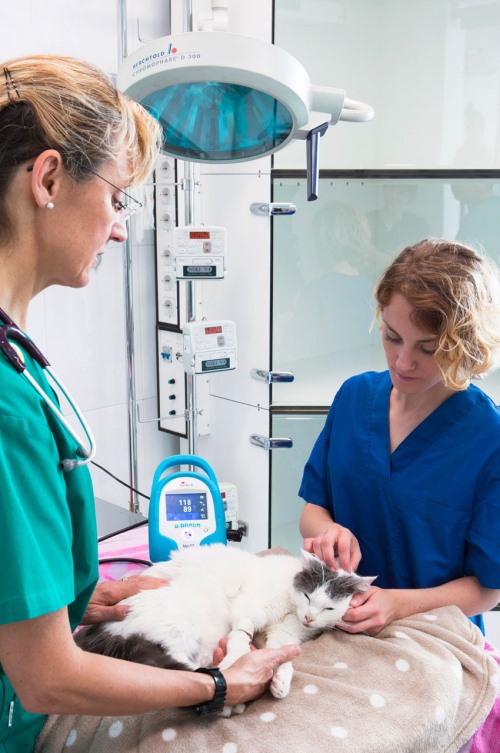 Clínicas veterinarias y profesionales veterinarios en Noya