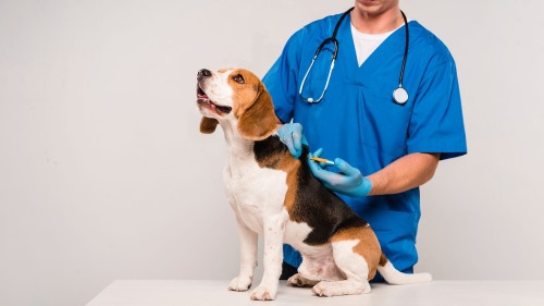 Clínicas veterinarias y profesionales veterinarios en Paradas