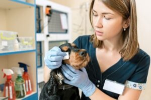 Clínicas veterinarias y profesionales veterinarios en Parla