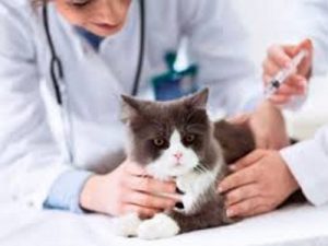 Clínicas veterinarias y profesionales veterinarios en Pica