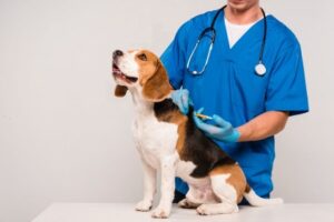 Clínicas veterinarias y profesionales veterinarios en Puebla de la Calzada