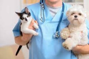 Clínicas veterinarias y profesionales veterinarios en Saín Alto