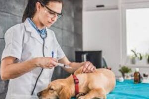 Clínicas veterinarias y profesionales veterinarios en San Dimas