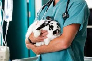 Clínicas veterinarias y profesionales veterinarios en San Fernando