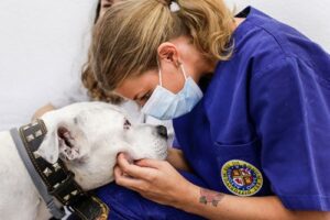 Clínicas veterinarias en San Juan del Estado