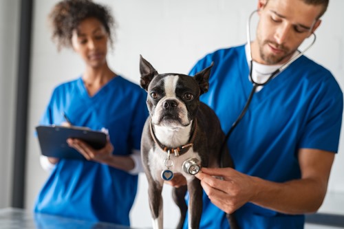 Clínicas veterinarias y profesionales veterinarios en San Luis