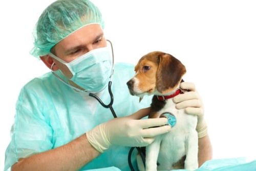 Clínicas veterinarias y profesionales veterinarios en Santomera
