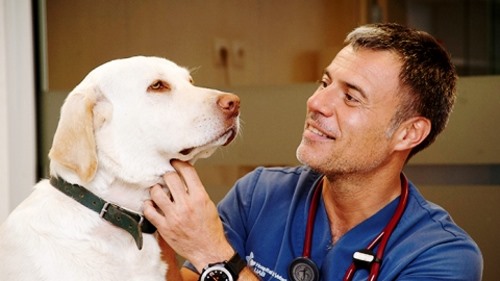 Clínicas veterinarias y profesionales veterinarios en Valmaseda