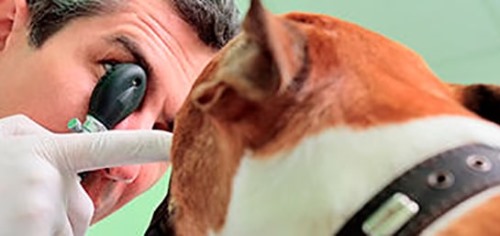 Clínicas veterinarias y profesionales veterinarios en Albox