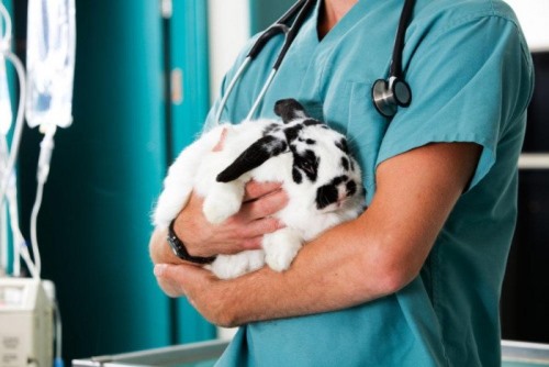 Clínicas veterinarias y profesionales veterinarios en Alginet