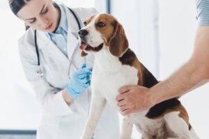 Clínicas veterinarias y profesionales veterinarios en Arteijo