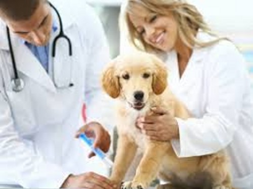 Clínicas veterinarias y profesionales veterinarios en Barañáin