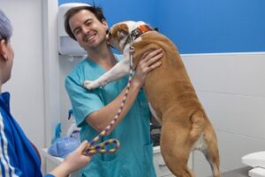 Clínicas veterinarias y profesionales veterinarios en Benalup-Casas Viejas