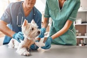 Clínicas veterinarias y profesionales veterinarios en Calpe