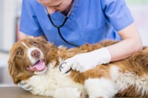 Clínicas veterinarias y profesionales veterinarios en Canals