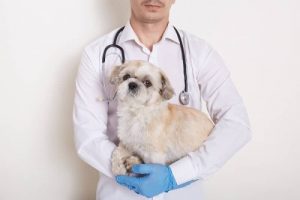 Clínicas veterinarias en Cenia
