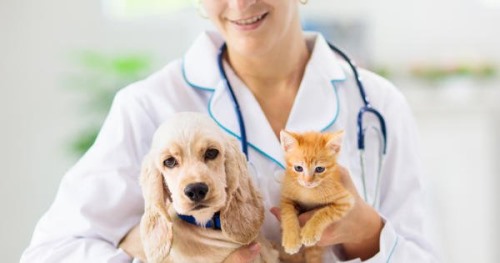 Clínicas veterinarias y profesionales veterinarios en Coinco