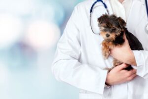 Clínicas veterinarias y profesionales veterinarios en Colbún