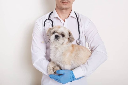 Clínicas veterinarias y profesionales veterinarios en El Astillero